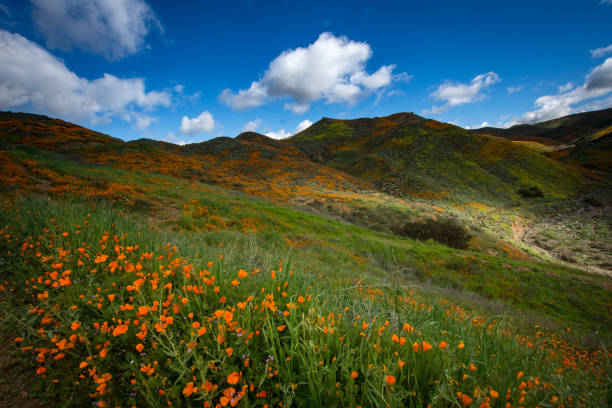 istock Poppies at Walker Canyon 1142114803