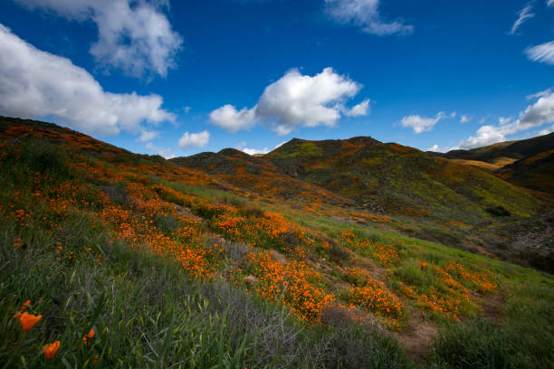 istock Poppies at Walker Canyon 1142114813