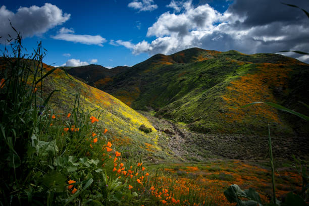 istock Poppies at Walker Canyon 1142114817
