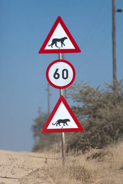 istock A road sign with a leopard and cheetah on it. 1142115627
