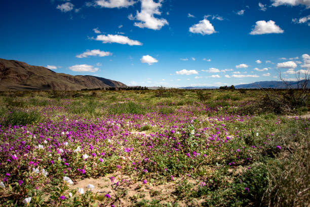 istock Full superbloom in Anza-Borrego Desert SP 1142115656
