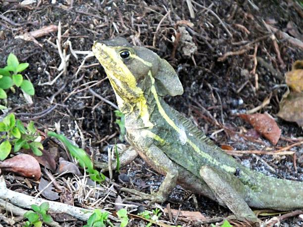 istock Jesus Christ Lizard (Basiliscus basiliscus) resting in the Florida wetlands 1142116285