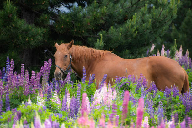 a brown horse is standing among blooming lupines
