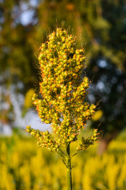 istock Millet in the agriculture field 1142117085