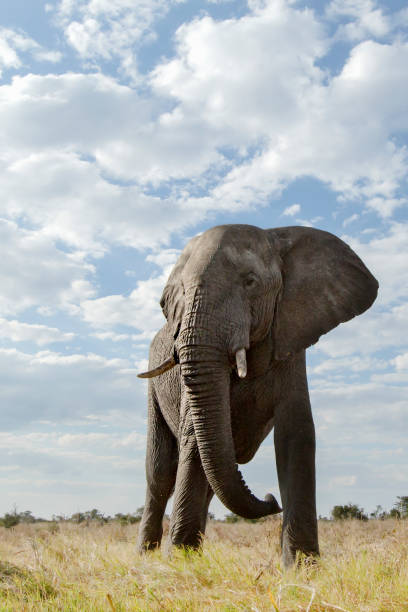 istock A low angle of an Elephant in Botswana 1142118721