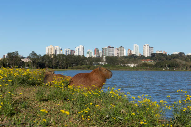 istock Capybara resting in Barigui Park. 1142118760