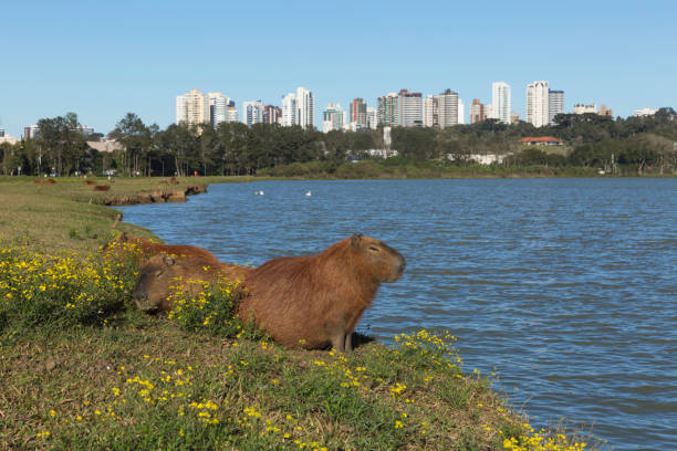 istock Capybara resting in Barigui Park. 1142118789