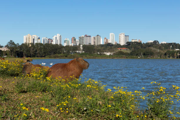istock Capybara resting in Barigui Park. 1142118802