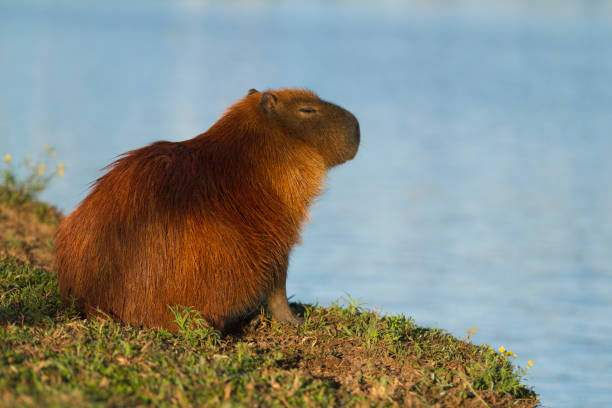 istock Capybara resting in Barigui Park. 1142118838