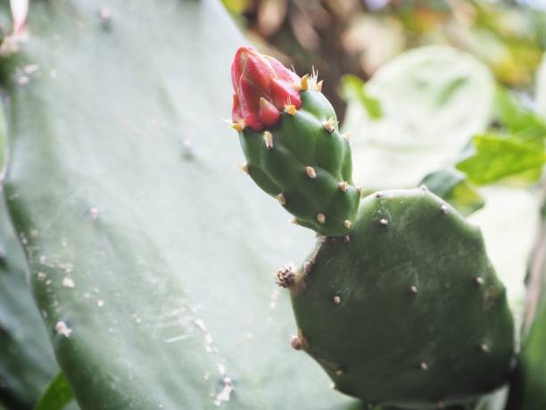 istock Cactus flowers plant 1142119419