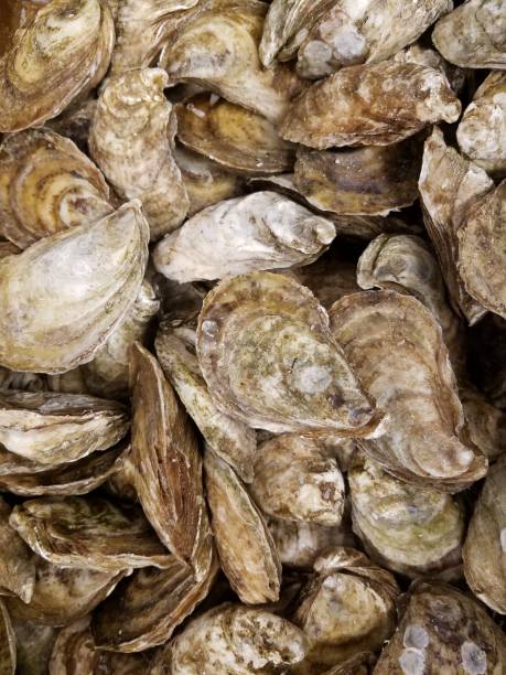 istock Oysters bulked 1142120869
