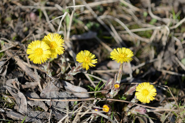 istock Coltsfoot flowers (Tussilago Farfara) in spring forest on a sunny day 1142122153