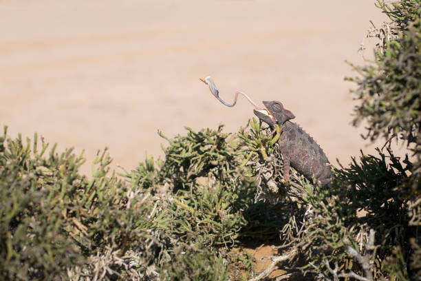 Chameleon in a desert looking for food