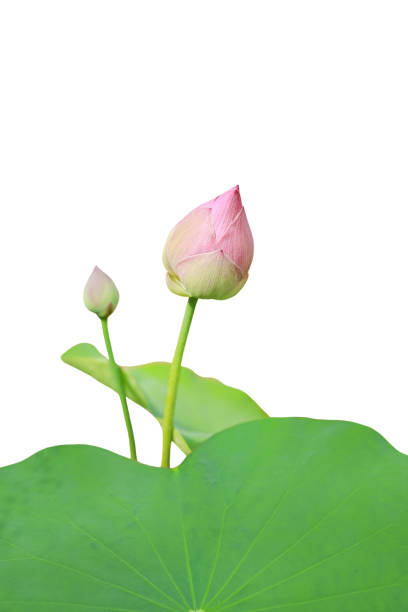 istock Lotus flower with green leaf isolated on white background. 1142122217