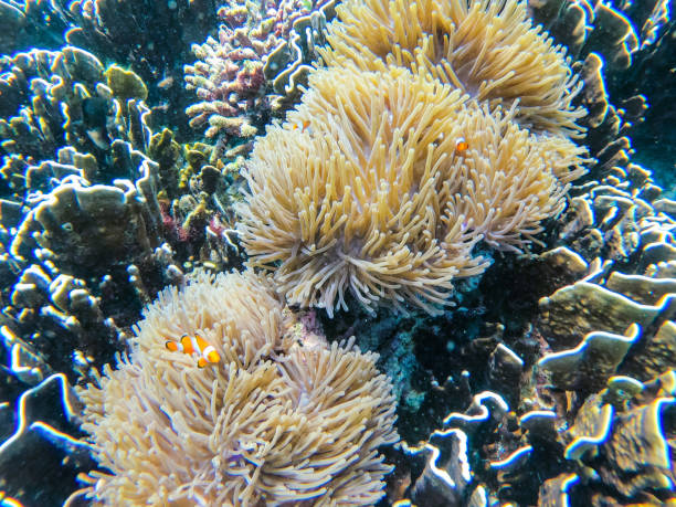 istock clownfish and anemone clump at Boulder island 1142122832