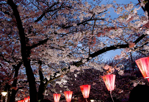 istock Night view of cherry blossoms on river 1142123975