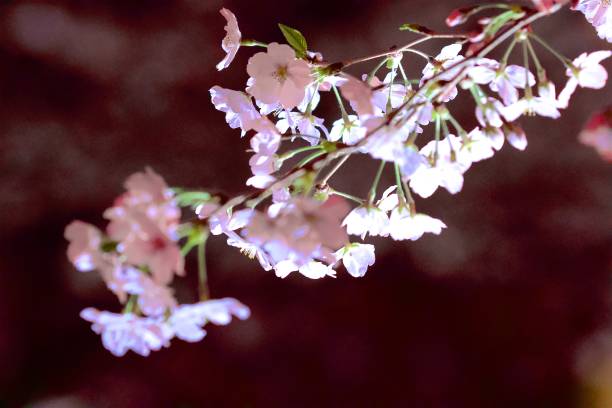 Sakura tree in Tokyo