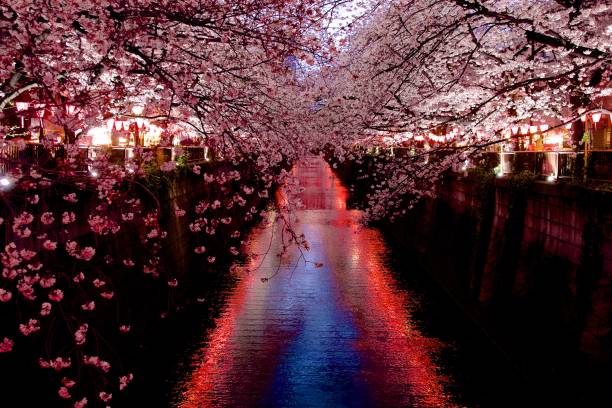 istock Night view of cherry blossoms on river 1142124004