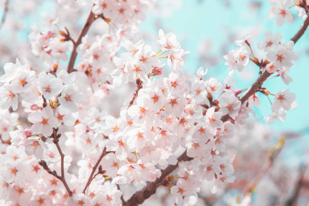 istock Cherry Blossoms at Kyusho Park, Tottori. 1142124029