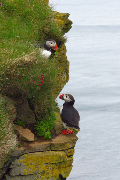 istock Cute puffins at Latrabjarg bird cliffs, Westfjords, Iceland 1142125730