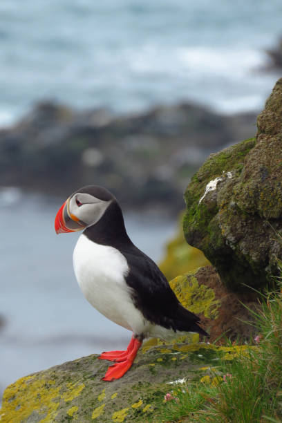 istock Puffin at Latrabjarg bird cliffs, Westfjords, Iceland 1142126769