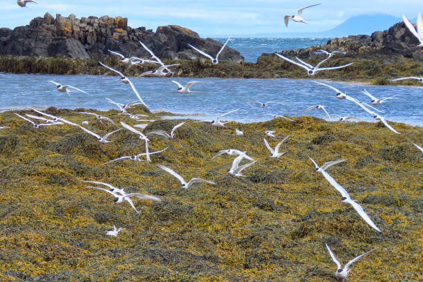 북극 선미 새 들의 무리, 바 누스 네 스 반도, 아이슬란드 - tern bird arctic tern nature 뉴스 사진 이미지