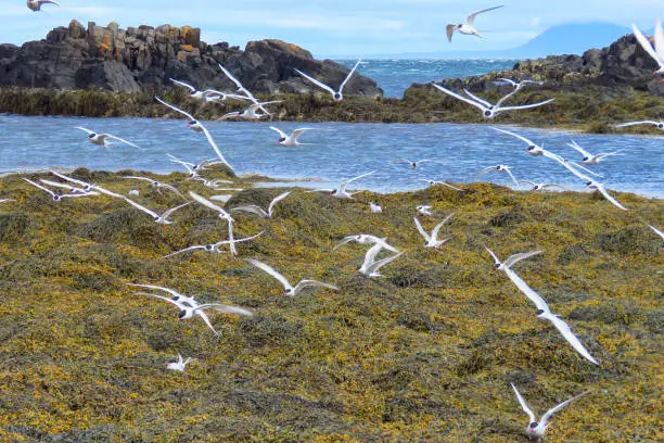 Photo of Flock of arctic stern birds flying, Vatnsnes peninsula, Iceland