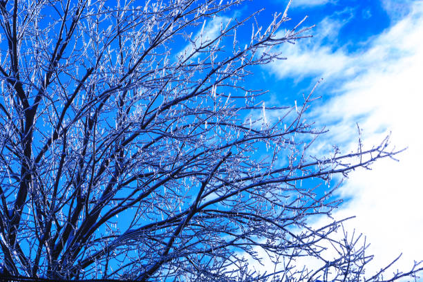 Trees are covered with ice after frozen rain on the sunny winter day in Pennsylvania, Poconos.