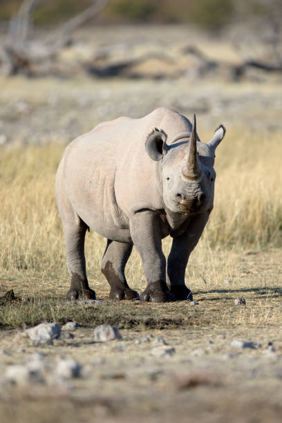istock A rhino with a sharp horn in open veld. 1142132918