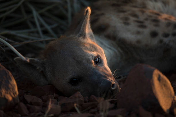 istock A hyena in the golden morning light 1142134528