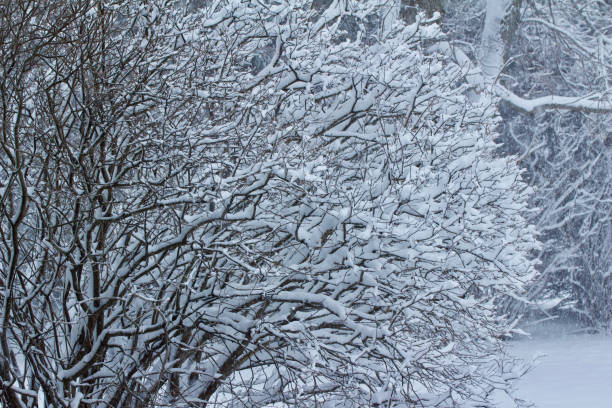 istock Snow textures on branches of a bush during a snow storm 1142134725