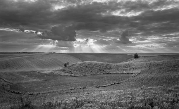 istock Fields landscape in summer sunset and sunrise 1142135685