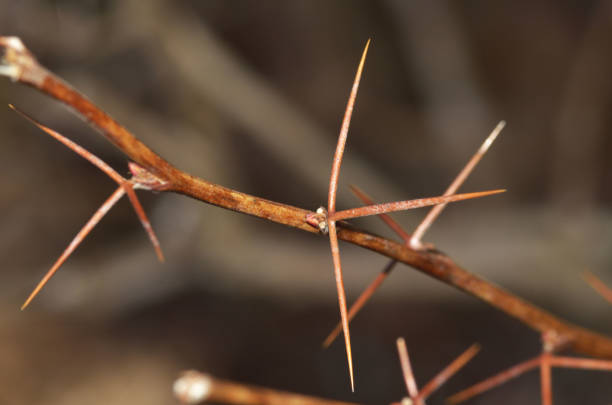 istock Branch with barberry thorn. 1142136556