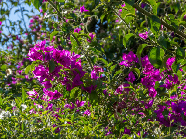 istock Fucsia flowers, green leaves 1142136570