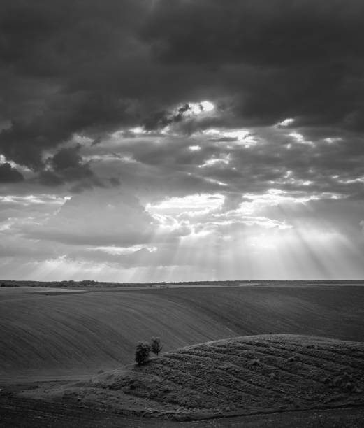 istock Fields landscape in summer sunset and sunrise 1142136648