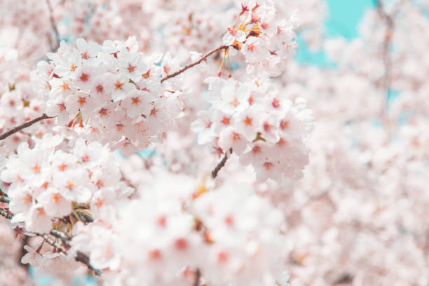 istock Cherry Blossoms at Kyusho Park, Tottori. 1142137515