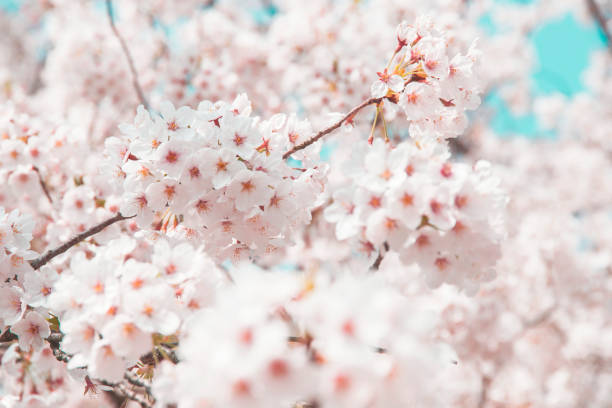 istock Cherry Blossoms at Kyusho Park, Tottori. 1142137516