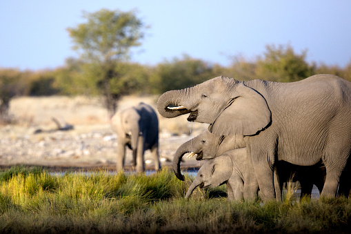 Elephant herd drinking at a water hole.