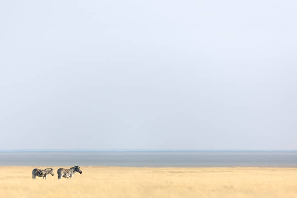 zebra na otwartych równinach z etosha pan z tyłu. - kalahari gemsbok national park zdjęcia i obrazy z banku zdjęć