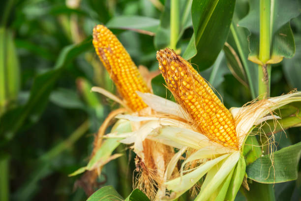 istock The corn plant in the field 1142137931
