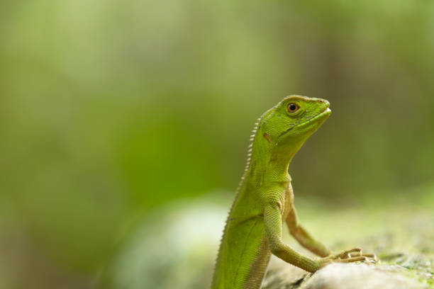 istock Green Lizard In The Wild. 1142138817