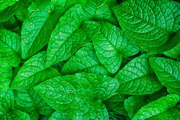 istock green leaves  spring nature   background 1142138981