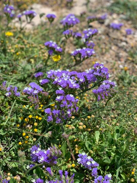 istock Beautiful purple spring blossom flowers 1142139143