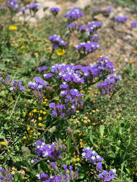 istock Beautiful purple spring blossom flowers 1142139163