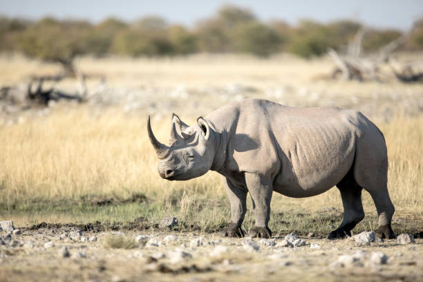 istock A rhino with a sharp horn in open veld. 1142139292
