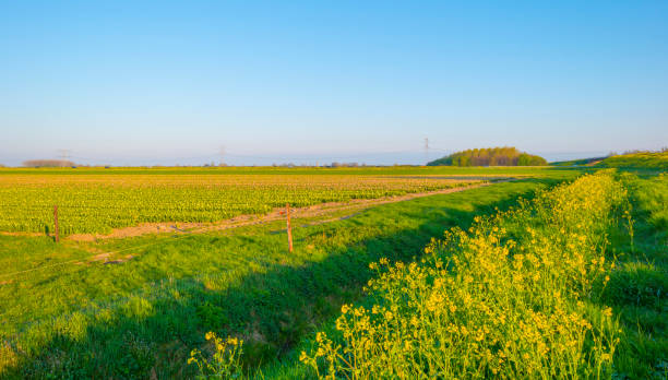 istock Field with flowers below a blue sky in sunlight at sunrise in spring 1142139936
