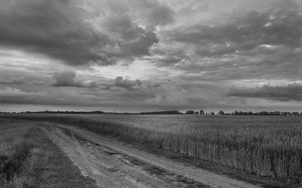 istock Fields landscape in summer sunset and sunrise 1142139989