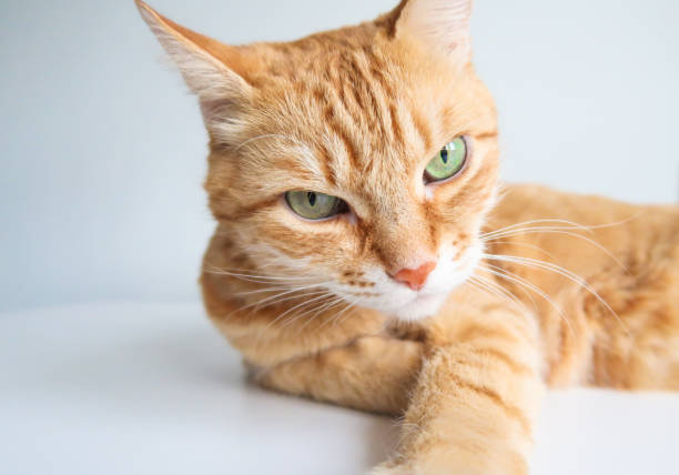 Ginger cat lying and looking seriously. Cute cat with green eyes stock photo