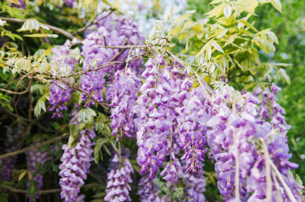 istock wisteria sinensis natures purple drapes 1142141866