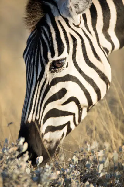 Zebra portrait while eating